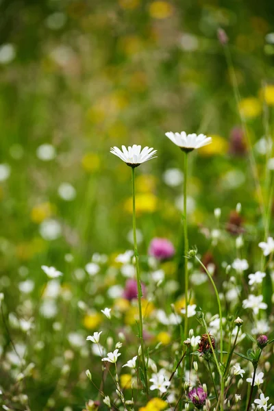 Kleine wilde bloemen in een veld — Stockfoto