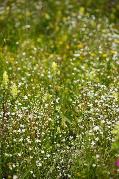 Small wild flowers in a field — Stock Photo, Image