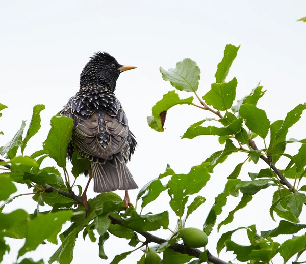 Starling uppflugna på en gren — Stockfoto