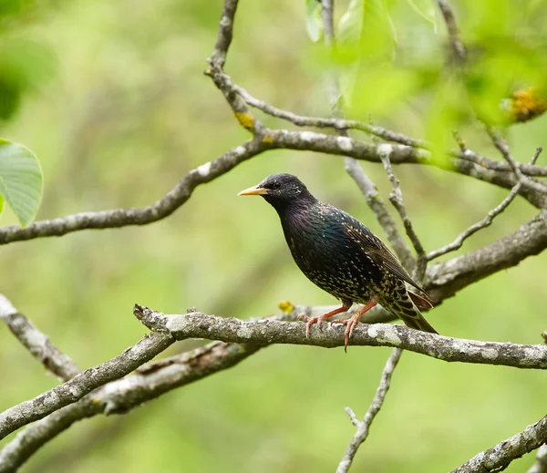 Starling posado en una rama — Foto de Stock