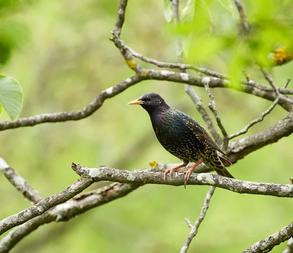 Étourneau perché sur une branche — Photo