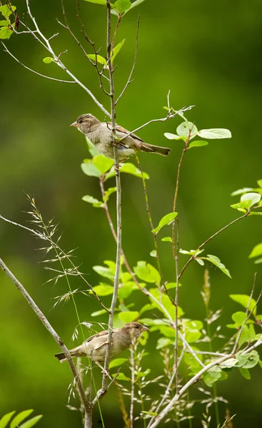 나뭇가지에 여성 참새 — 스톡 사진