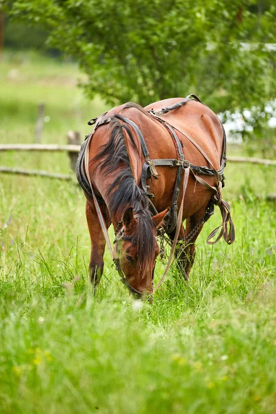 马在牧场上放牧 — 图库照片