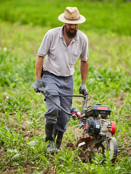 Desmalezado de agricultores en un campo de maíz — Foto de Stock