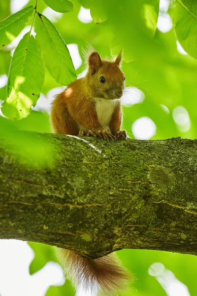 Cute orange squirrel — Stock Photo, Image