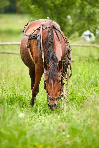 Paarden grazen in een weiland — Stockfoto