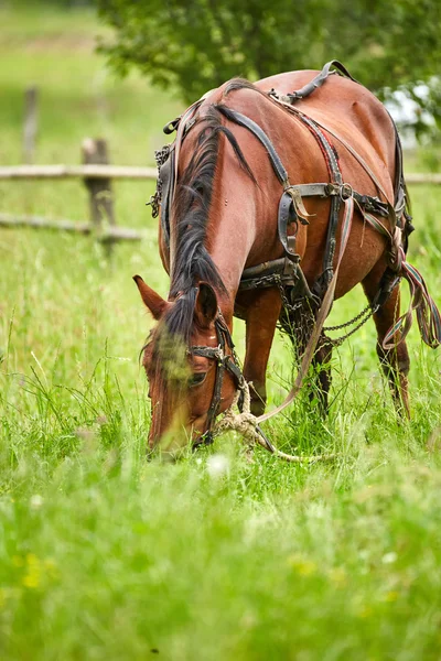 马在牧场上放牧 — 图库照片