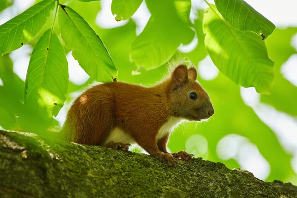 Niedliches orangefarbenes Eichhörnchen — Stockfoto