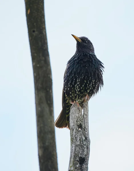 Starling posado en una rama —  Fotos de Stock