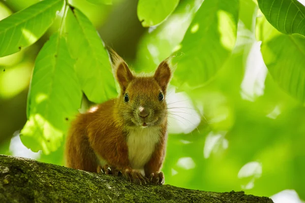 Cute orange squirrel — Zdjęcie stockowe