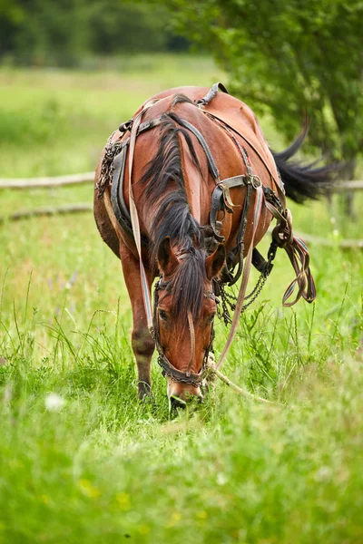 Horse grazing on a pasture — Stock Photo, Image