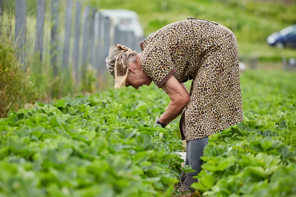 Frau pflückt Weißdornblumen — Stockfoto