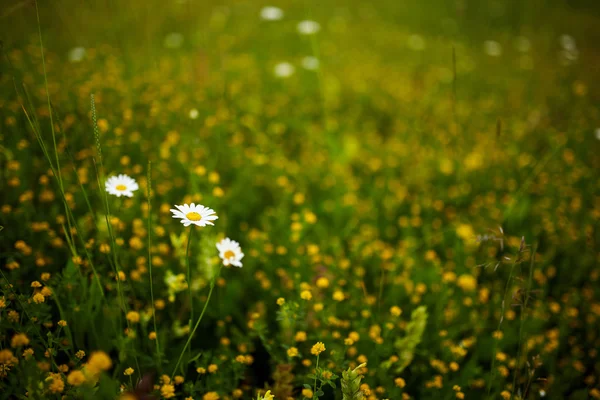 Piccoli fiori selvatici in un campo — Foto Stock