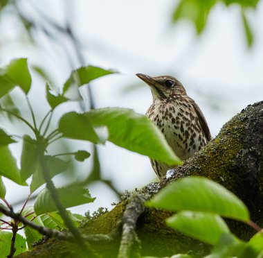 Song thrush on a branch clipart
