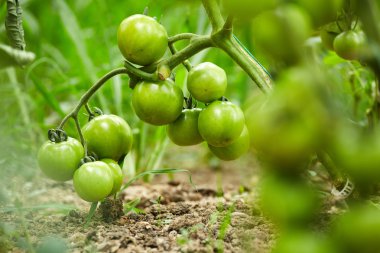 olgunlaşma domates sera içinde