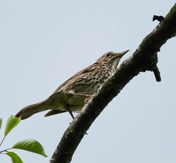 Song thrush on a branch — Stock Photo, Image