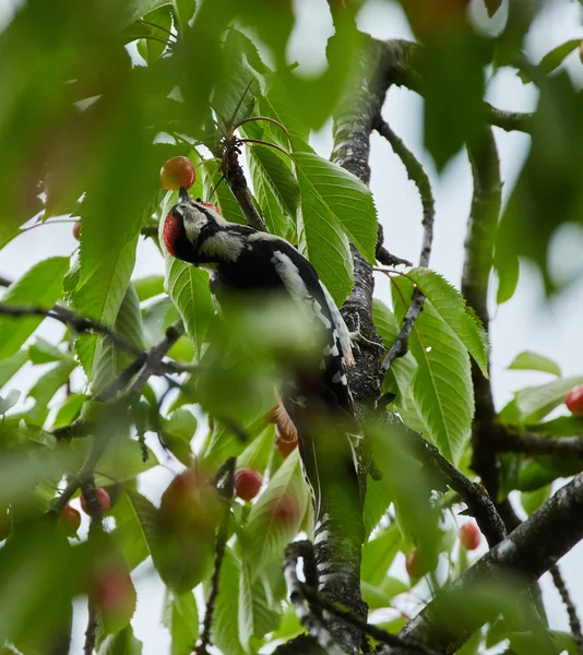 Pájaro carpintero peludo comiendo cerezas —  Fotos de Stock