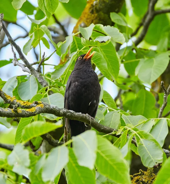 Amsel sitzt auf einem Ast — Stockfoto