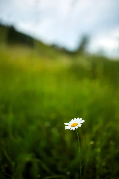Góry stokrotka kwiat z lato — Zdjęcie stockowe