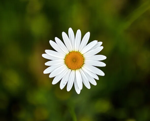 Mountain daisy flower — Stock Photo, Image