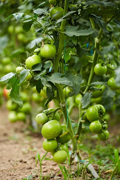 Ripening tomatoes  in a greenhouse — Stock Photo, Image