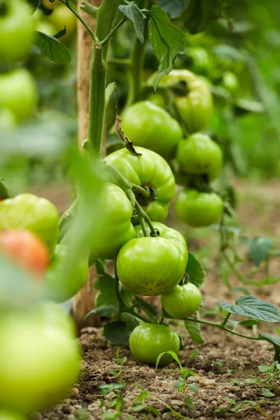 Mûrissement des tomates en serre — Photo