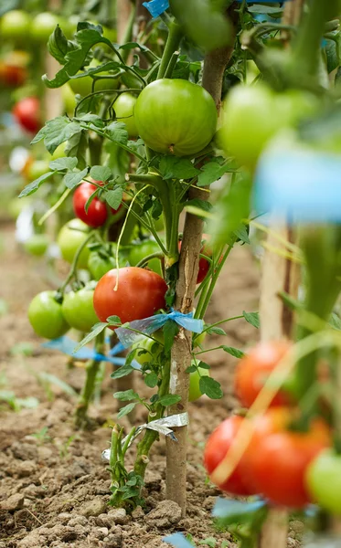 Dozrávání rajčat ve skleníku — Stock fotografie