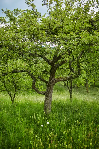 Appelbomen in een boomgaard — Stockfoto