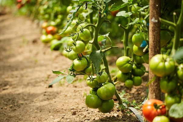 Tomates amadurecendo em uma estufa — Fotografia de Stock