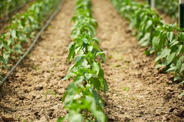 Pepper seedlings in a greenhouse — Stock Photo, Image