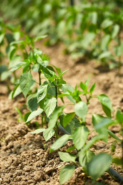 Paprika plantor i ett växthus — Stockfoto