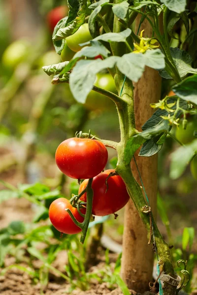 Tomates amadurecendo em uma estufa — Fotografia de Stock