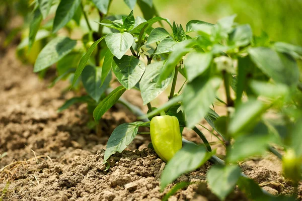 Rostliny papriky ve skleníku — Stock fotografie