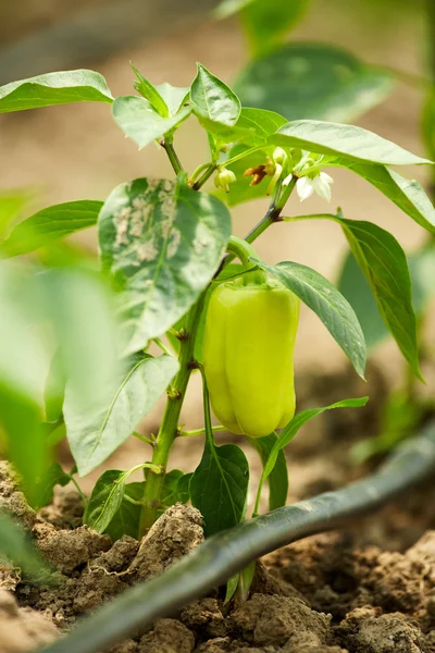 Paprika i ett växthus — Stockfoto