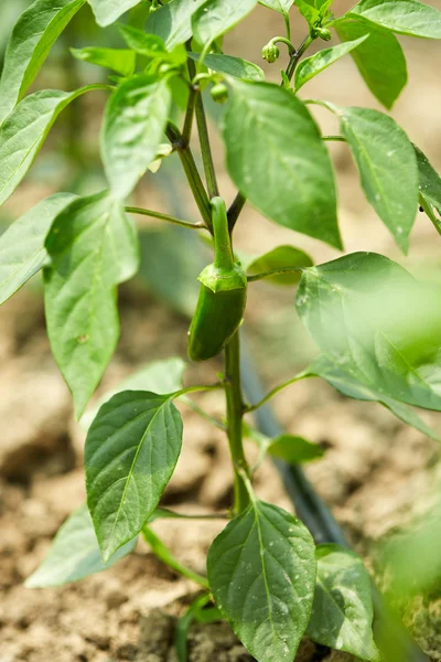 Paprika i ett växthus — Stockfoto