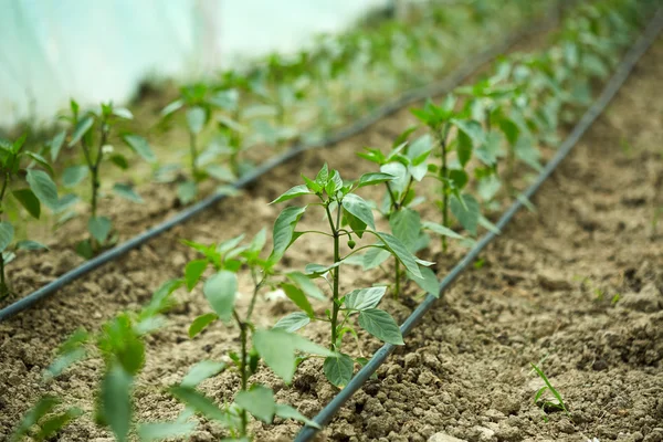 Plántulas de pimienta en un invernadero —  Fotos de Stock