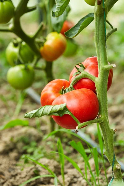 Mognar tomater i växthus — Stockfoto