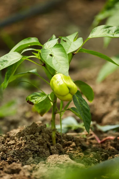 Paprika im Gewächshaus — Stockfoto