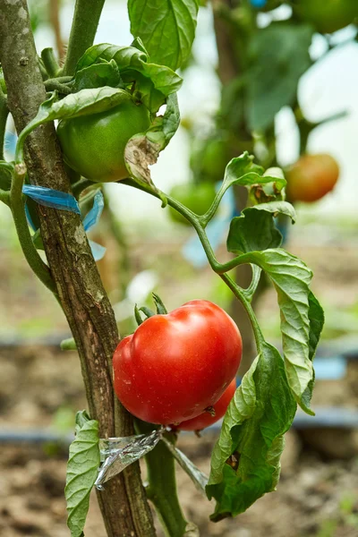 Ripening tomatoes  in a greenhouse — Stock Photo, Image