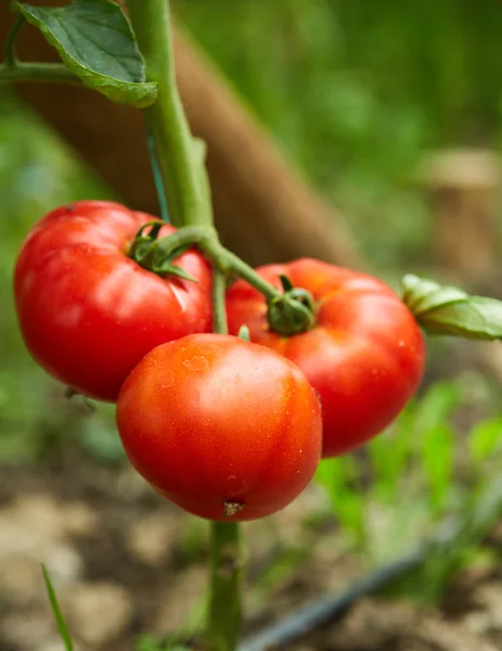 Tomates amadurecendo em uma estufa — Fotografia de Stock