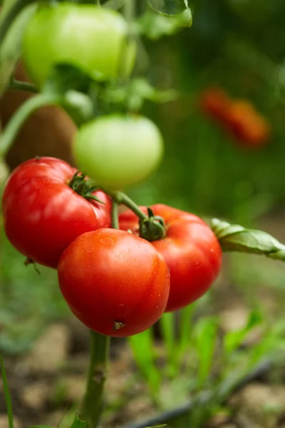 Tomates amadurecendo em uma estufa — Fotografia de Stock