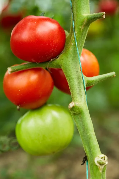 Ripening tomatoes  in a greenhouse — Stock Photo, Image