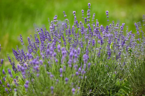 Cespugli di lavanda in fiore — Foto Stock