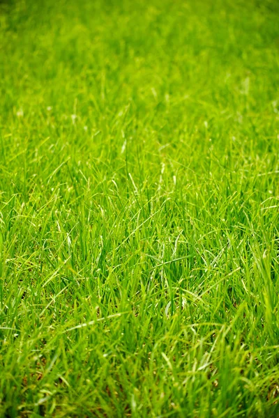 Groen gras op de weide — Stockfoto