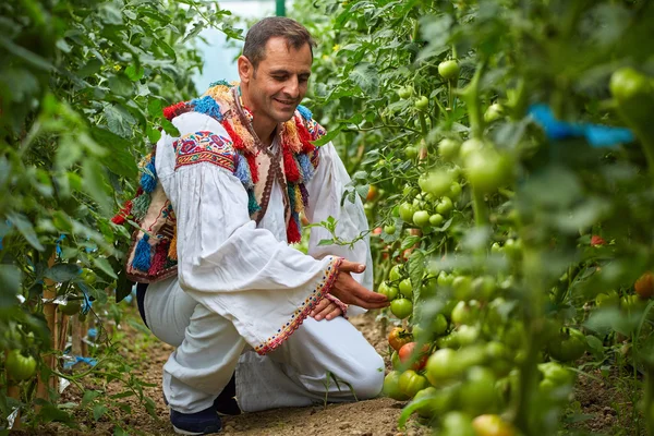 Agricultor em sua estufa de tomate — Fotografia de Stock