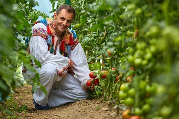 Agricoltore nella sua serra di pomodori — Foto Stock