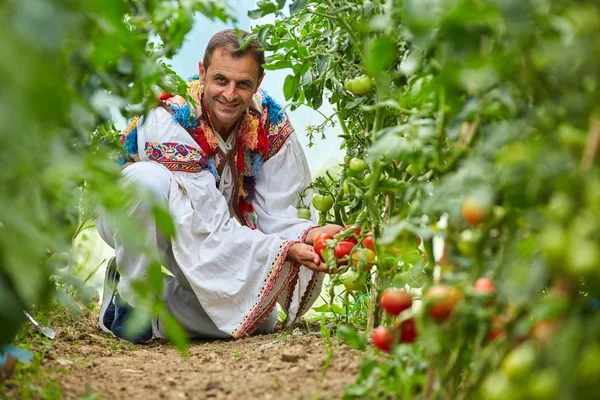Bonde i i hans tomat växthus — Stockfoto