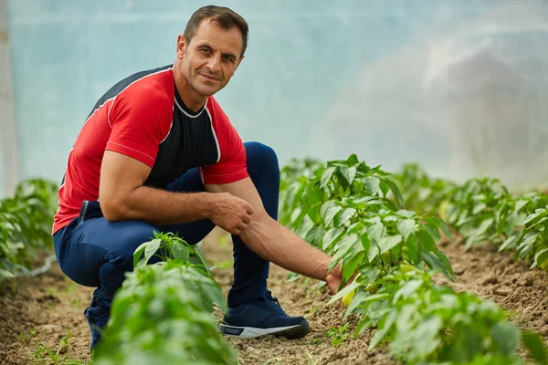 Ένας αγρότης ελέγχει φυτεία του πιπεριές — Φωτογραφία Αρχείου