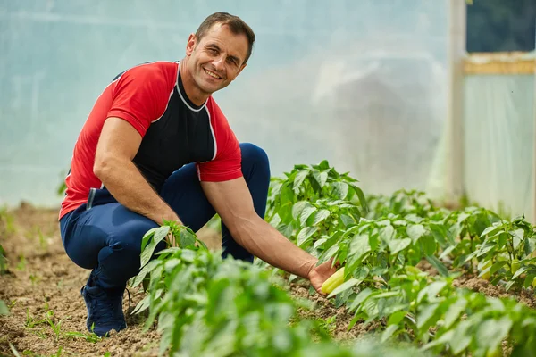 Agriculteur vérifiant sa plantation de poivrons — Photo
