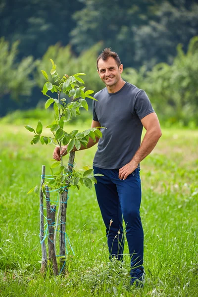 Jordbrukaren kontrollera hans valnötsträd — Stockfoto